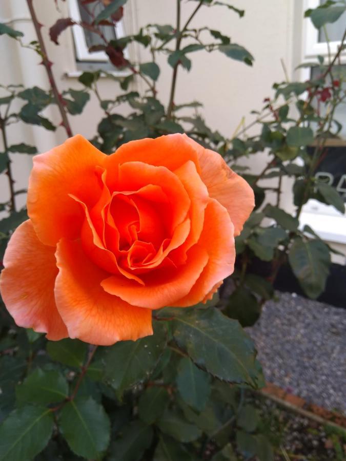Twin Oaks Bed & Breakfast Kilkenny Bagian luar foto