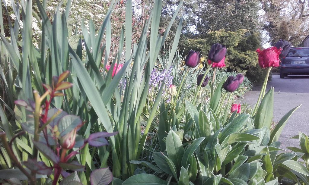 Twin Oaks Bed & Breakfast Kilkenny Bagian luar foto